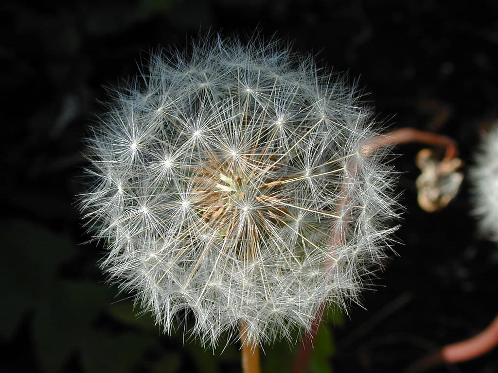 Dandelion: Gintama's Heart, Pacing's Folly